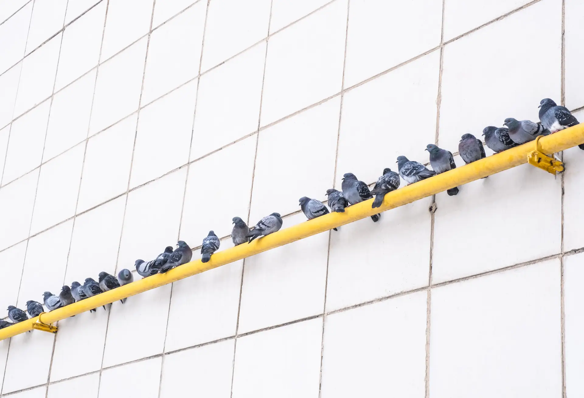 city-birds-gray-pigeons-sit-in-a-row-on-a-yellow